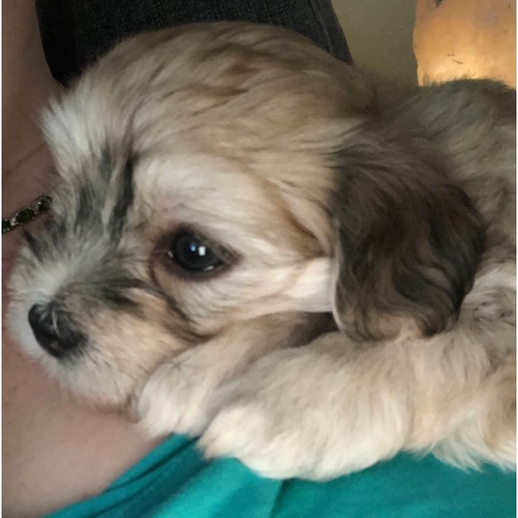 “MEET THE POSHER” so nice to meet you🌷 - Picture 4 of 17